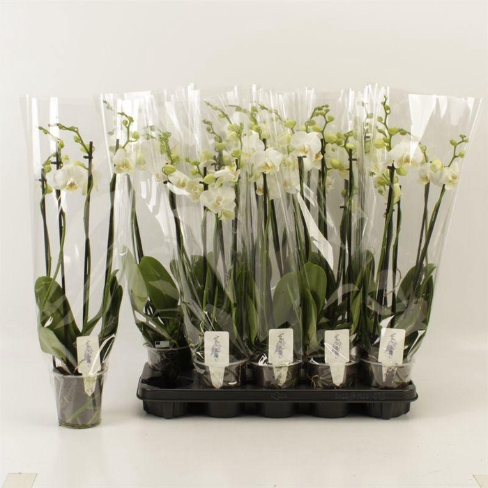 <h4>PHAL OV WIT</h4>