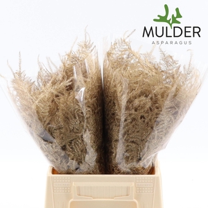 Asp Klb H% 1e Veren Antique