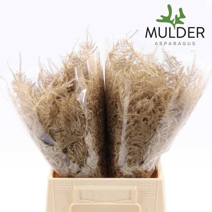 <h4>Asp KLB H% 1e Veren Antique</h4>