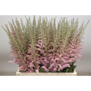 ASTIL C GLITT N GLAM