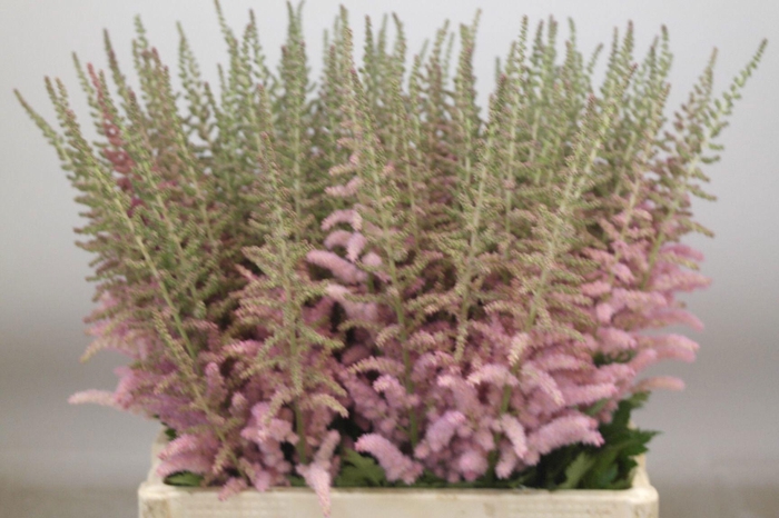 <h4>ASTIL C GLITT N GLAM</h4>