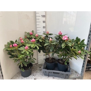 RHOD CAU AL SCHWEITZ