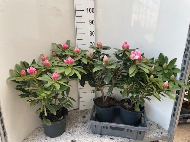 <h4>RHOD CAU AL SCHWEITZ</h4>