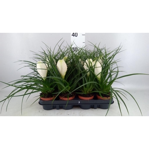 Tillandsia cyanea 'Biancini'
