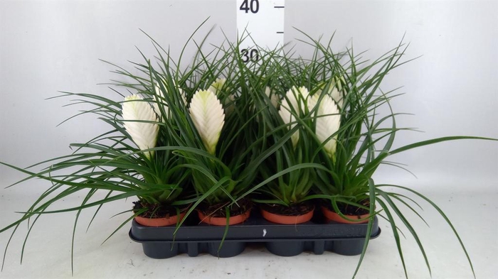<h4>Tillandsia cyanea 'Biancini'</h4>