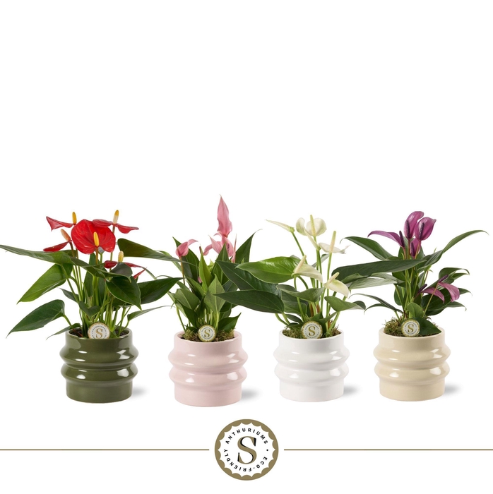 <h4>Lissabon Keramiek - Mix</h4>