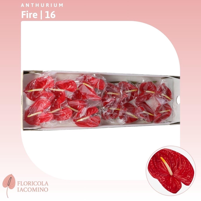 <h4>Anthurium Fire</h4>