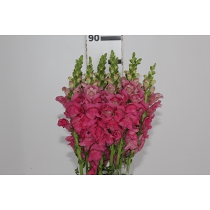 BOCA DE LEAO ROSA 070 CM