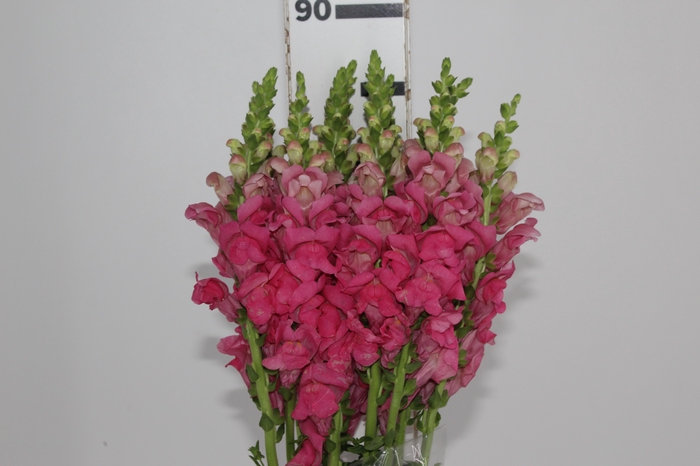 <h4>BOCA DE LEAO ROSA 070 CM</h4>