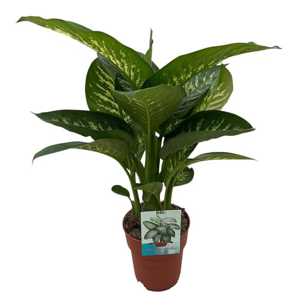 <h4>Dieffenbachia Tropic Snow</h4>