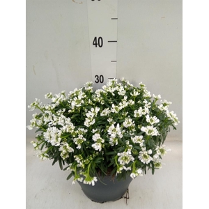 Iberis semp. 'Fischbeck'