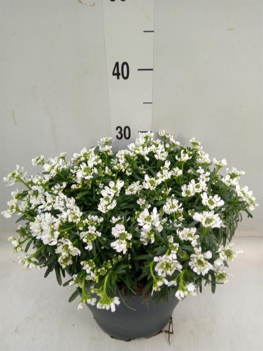 <h4>Iberis semp. 'Fischbeck'</h4>