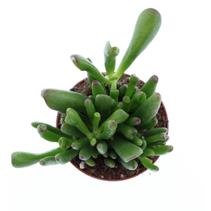 Crassula ovata 'Hobbit'