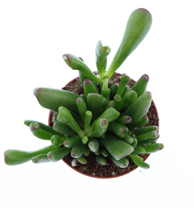 <h4>Crassula ovata 'Hobbit'</h4>