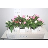 Mix Plant Waterfresh Mini