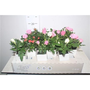 Ro Waterfresh Mini