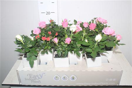 <h4>Ro Waterfresh Mini</h4>