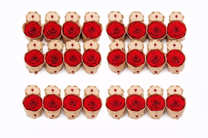 <h4>Ro Pres Medium Red Light</h4>