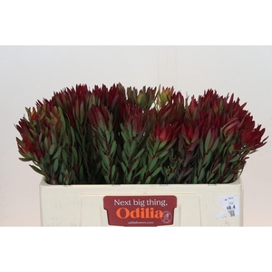 Leucadendron Blush