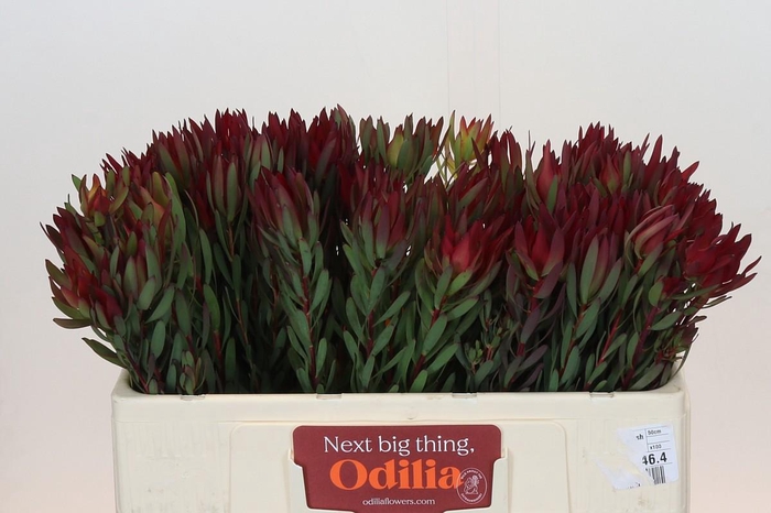 <h4>Leucadendron Blush</h4>