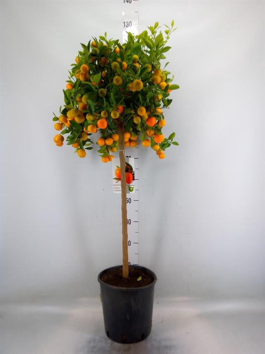 <h4>Citrus   ...</h4>