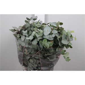 Euca Cinerea Per Bunch