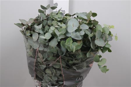<h4>Euca Cinerea Extra</h4>
