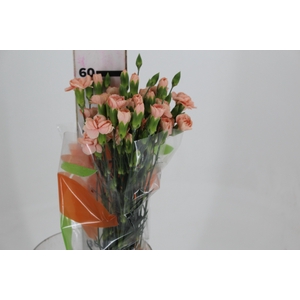 CRAVO SPRAY HAMADA 060 CM