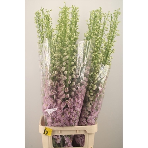 DELPH EL DEWI FAME DARK PINK*