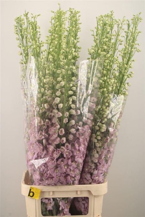 <h4>DELPH EL DEWI FAME DARK PINK*</h4>