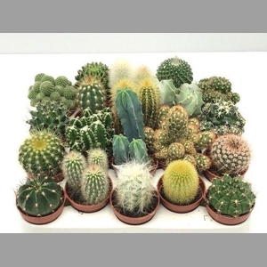 CACTUS GEM