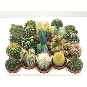 CACTUS GEM