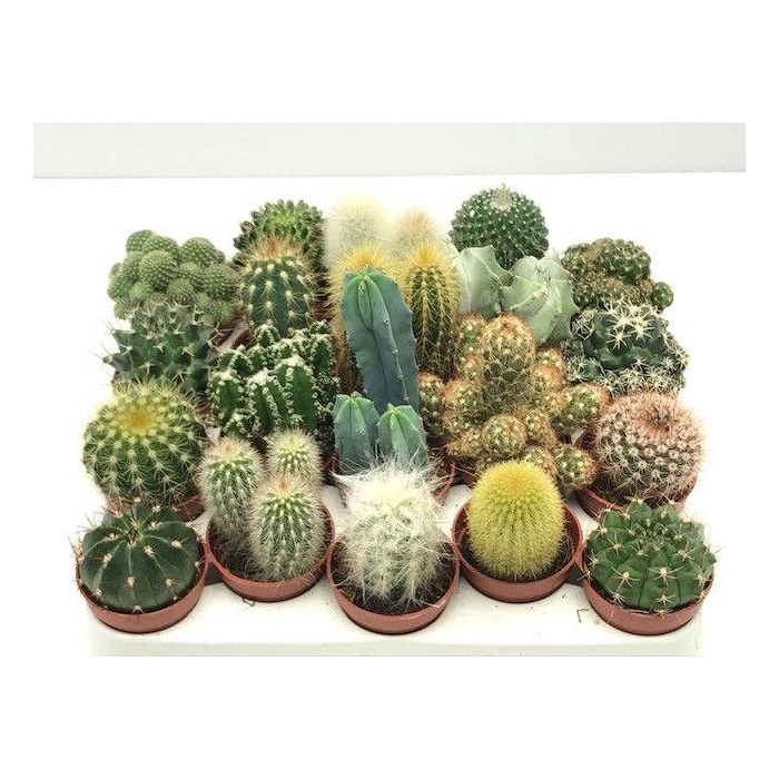 <h4>CACTUS GEM</h4>