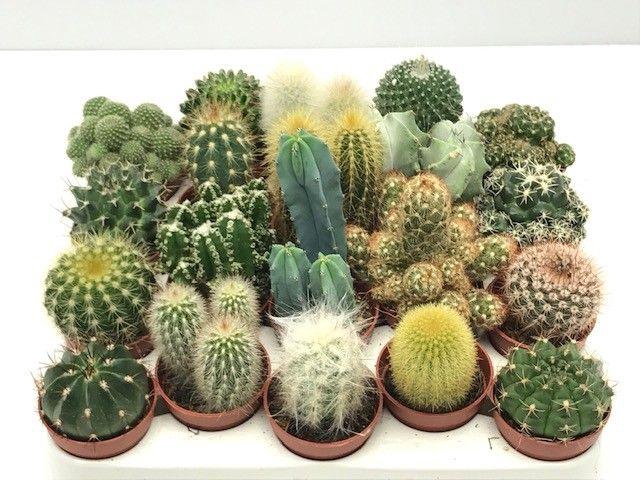 <h4>CACTUS GEM</h4>