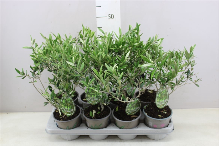 <h4>Olea Europaea</h4>