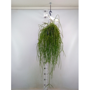 Rhipsalis   ...