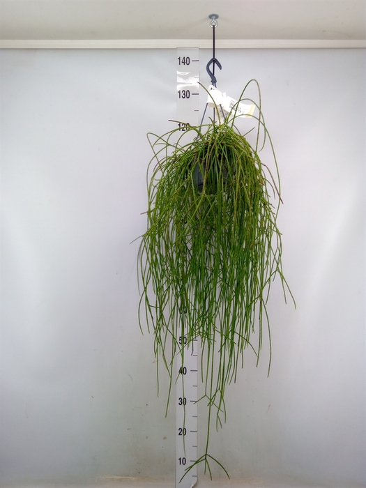 <h4>Rhipsalis   ...</h4>