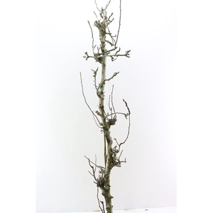 Perenhout Large 200cm Pst