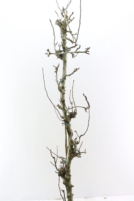 <h4>Perenhout Large 200cm Pst</h4>