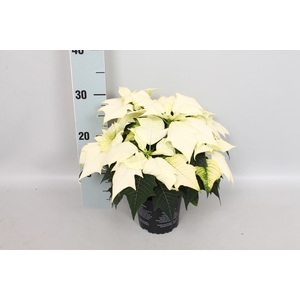 Poinsettia 13 cm Alaska White