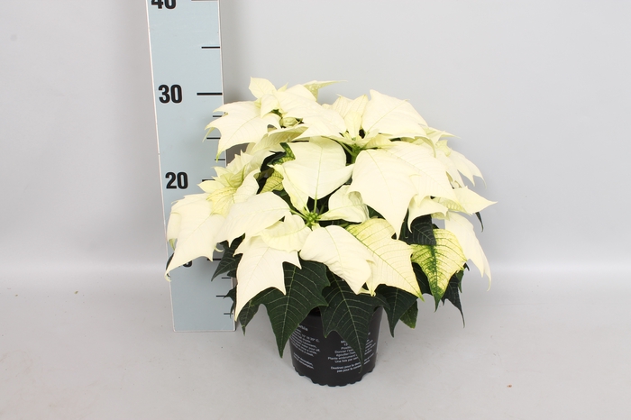Poinsettia 13 cm Alaska White