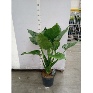 Alocasia cucullata