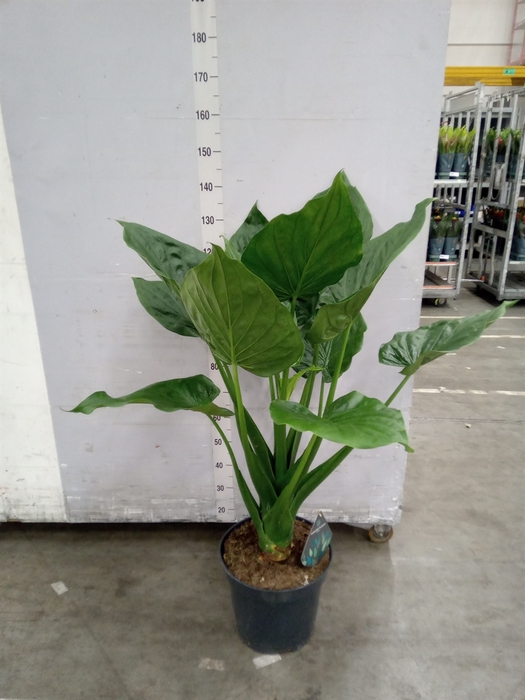 <h4>Alocasia cucullata</h4>