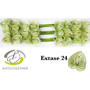 ANTH A EXTASE 24 Smart Pack