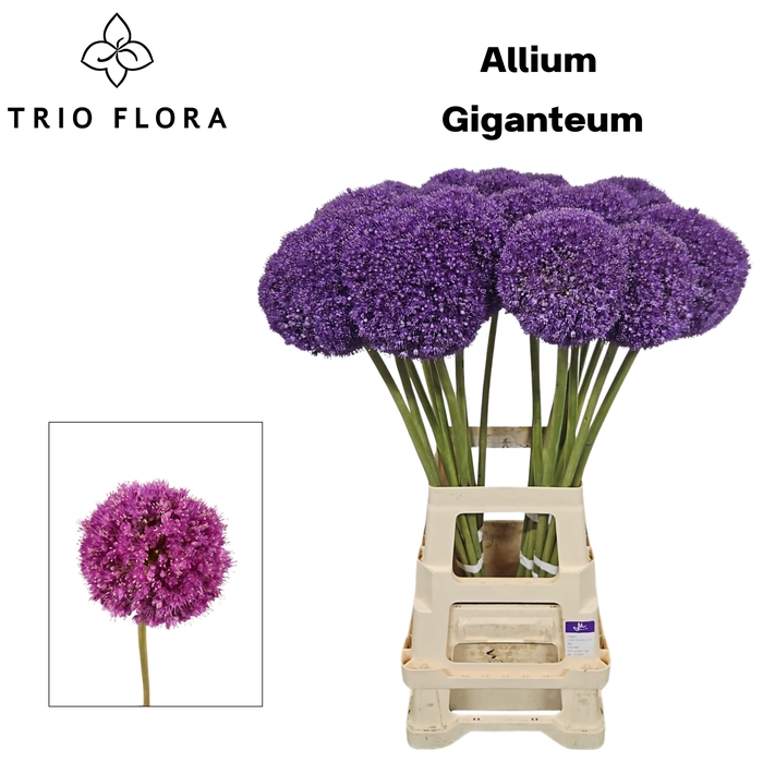 <h4>ALLIUM GIGANTEUM XXL 80 cm 996 x 20</h4>