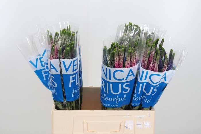 <h4>Veron Smart Col Gem</h4>