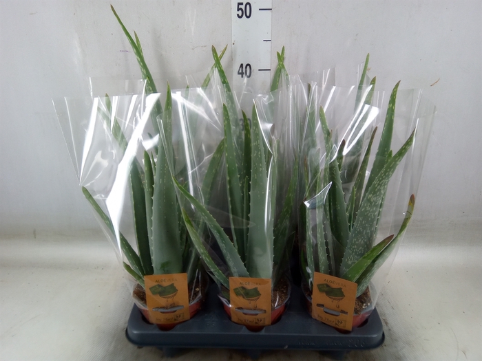 <h4>Aloe vera</h4>