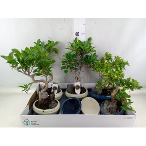 Bonsai   ...mix