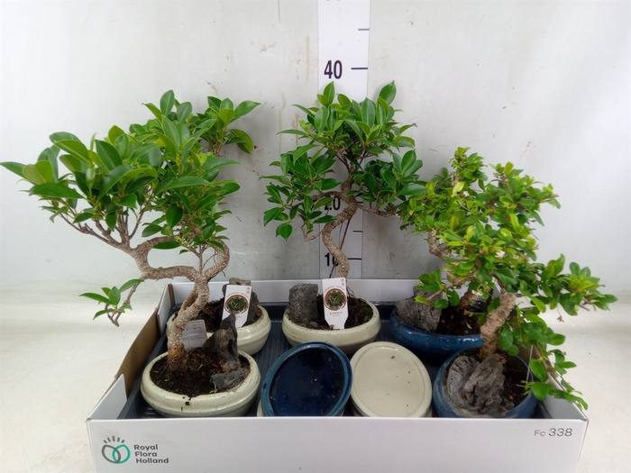 <h4>Bonsai   ...mix</h4>