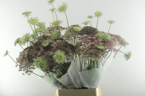 Daucus Carota Dara X60